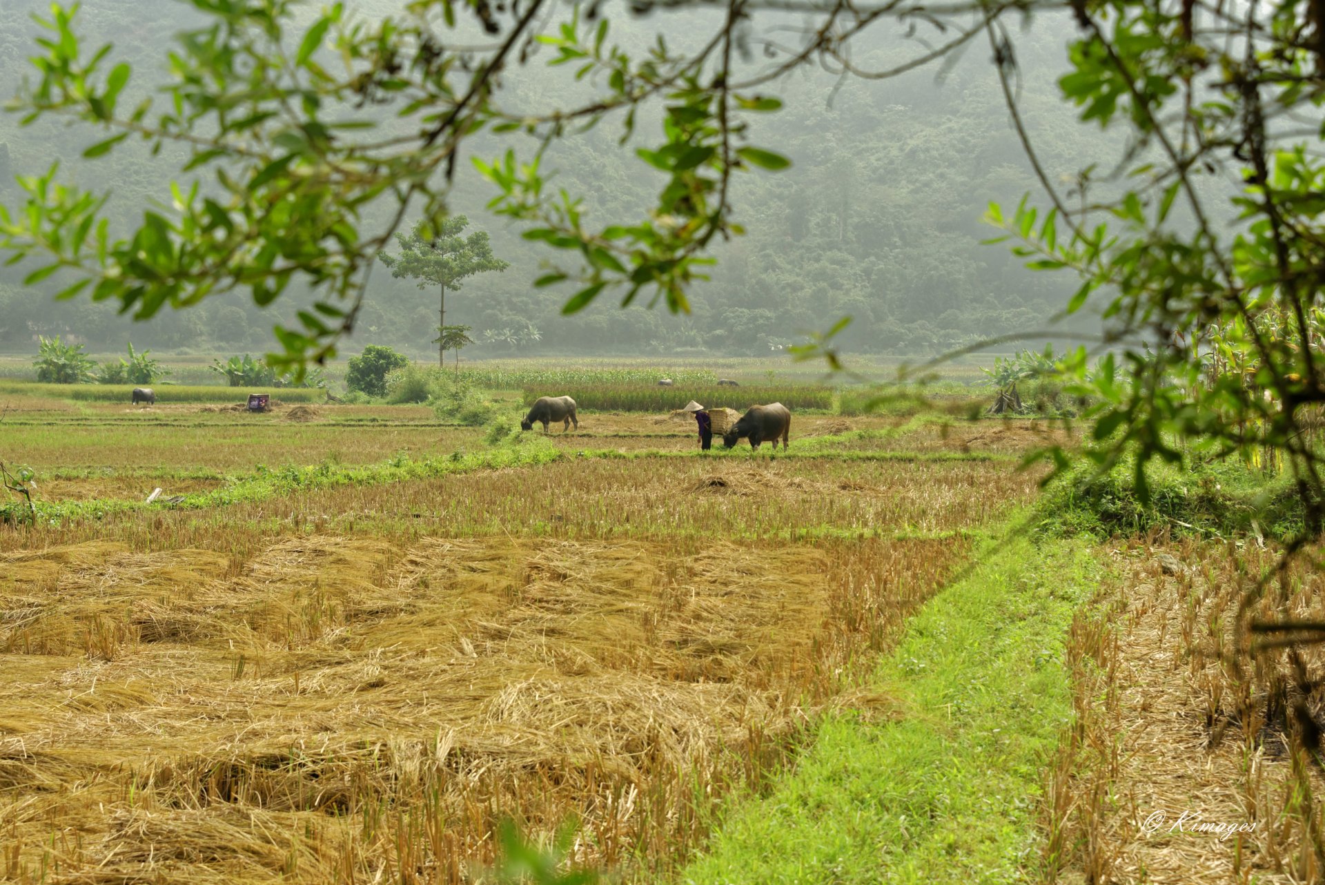 Vietnam
