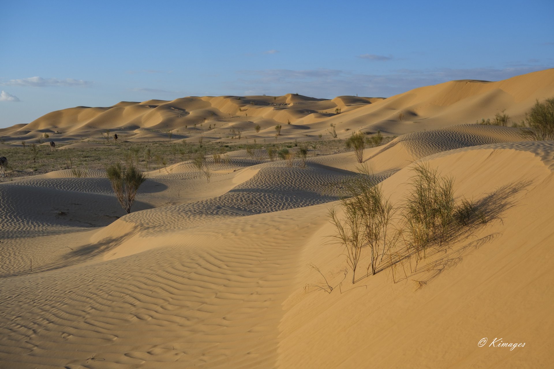 Tunisie: Tembaïne