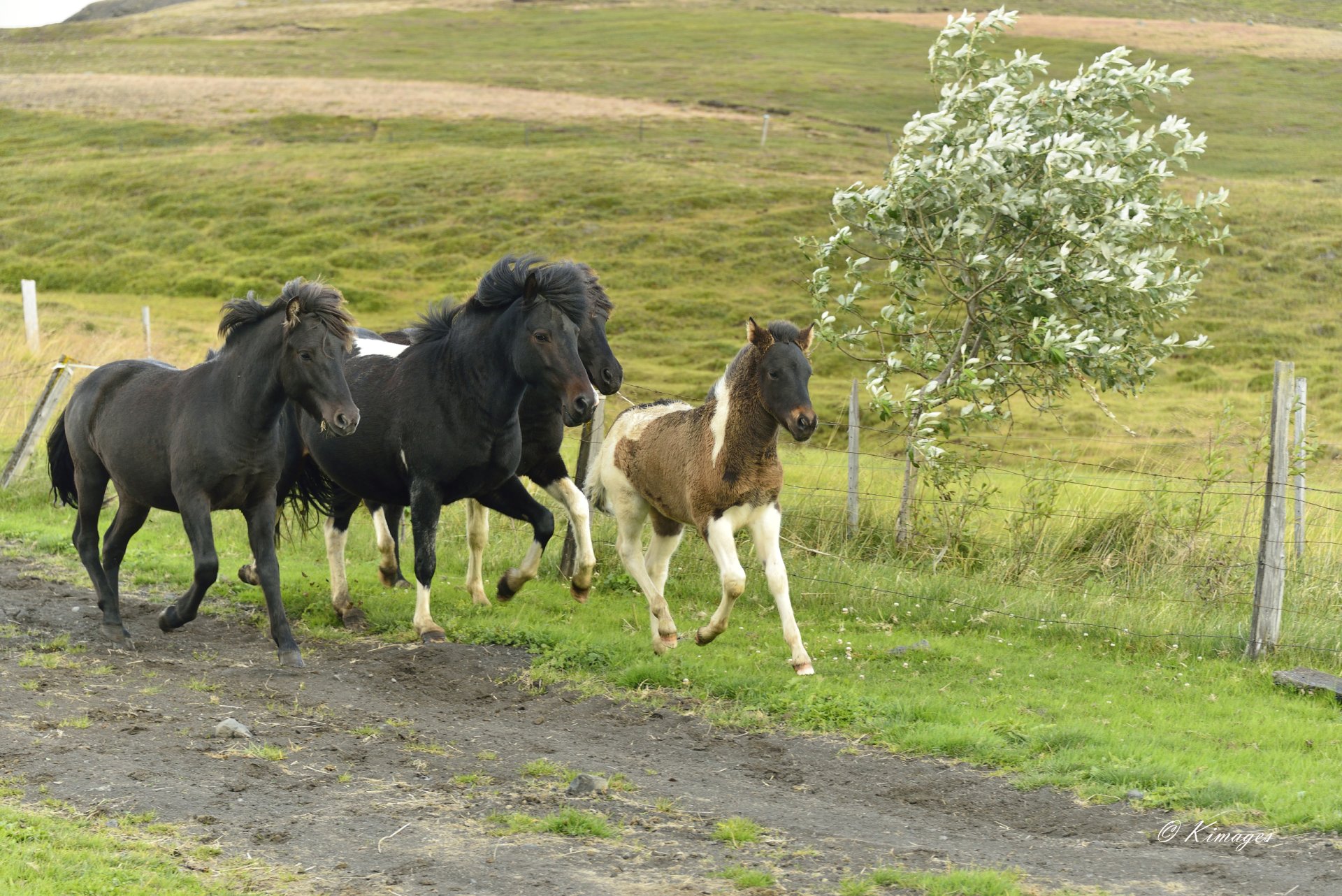 Islande
