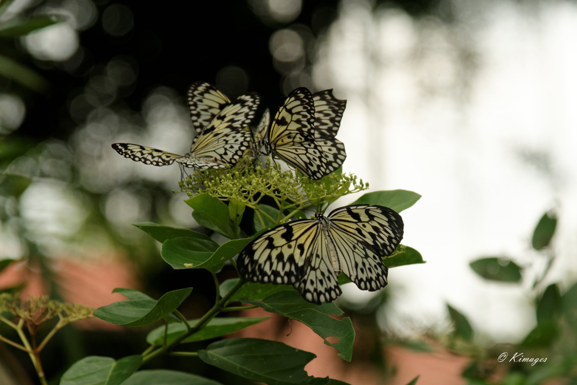 Singapour