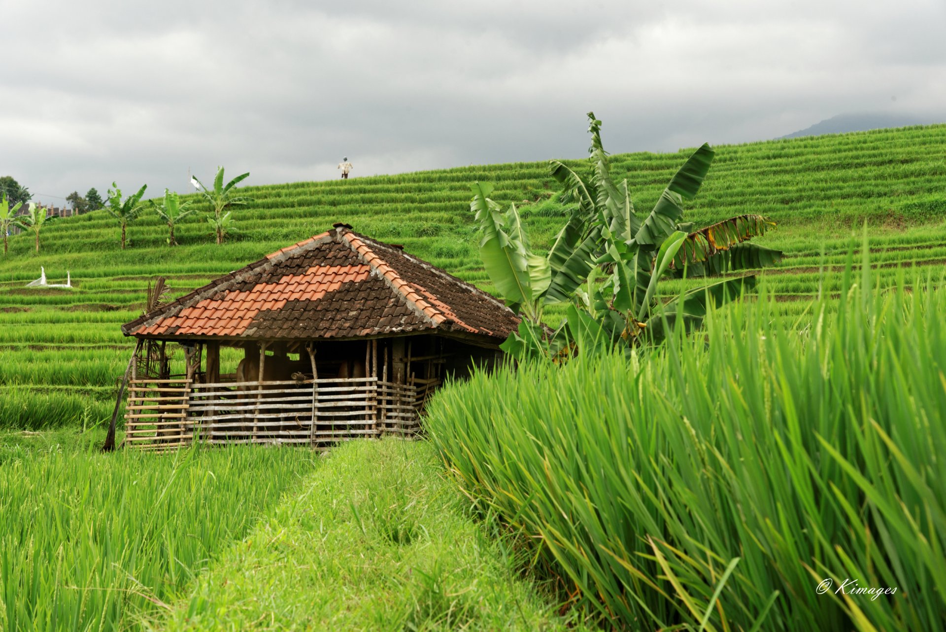 Bali