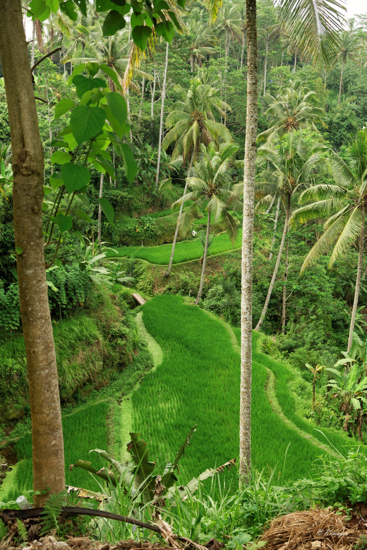 Bali