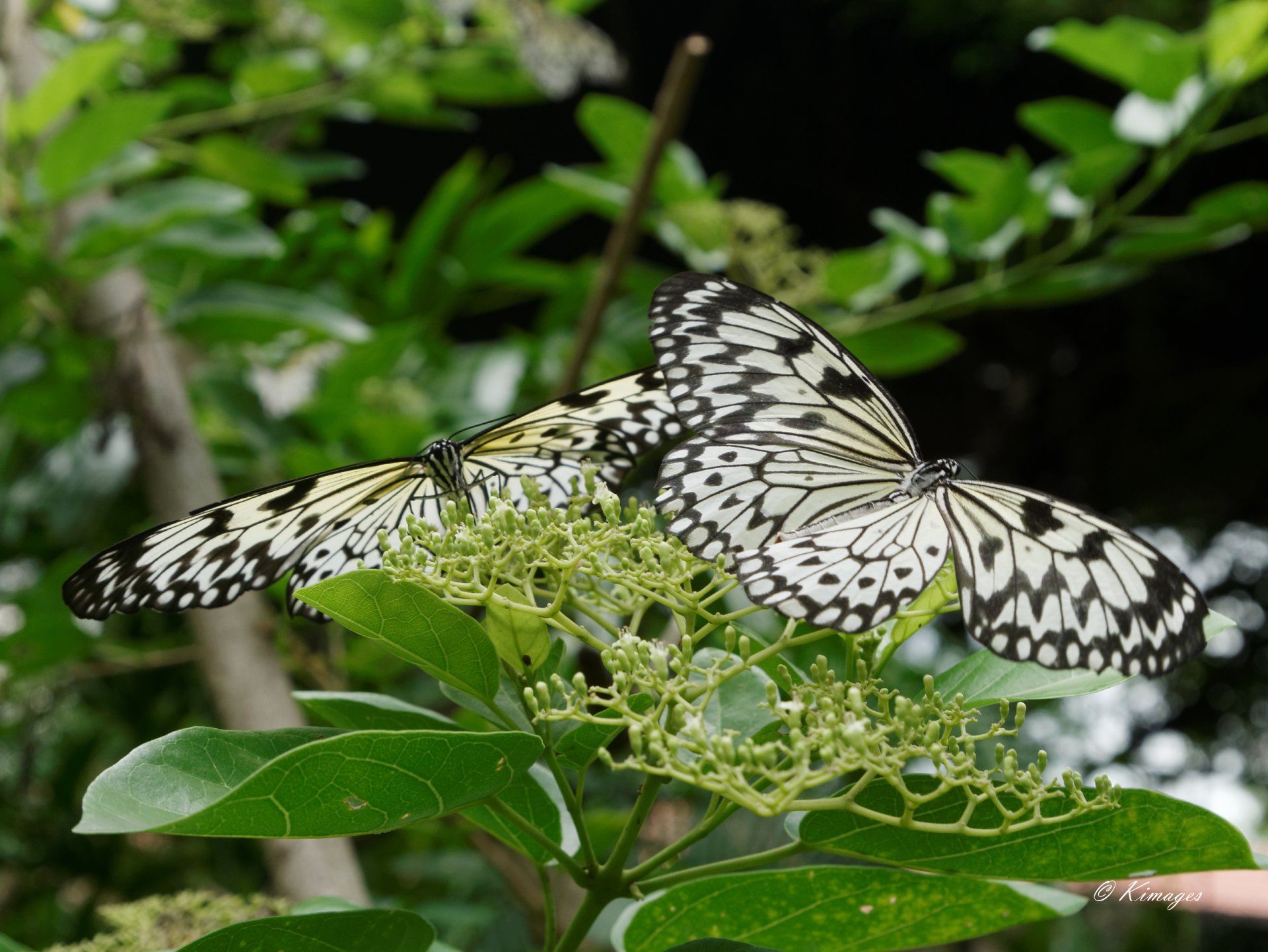 Singapour