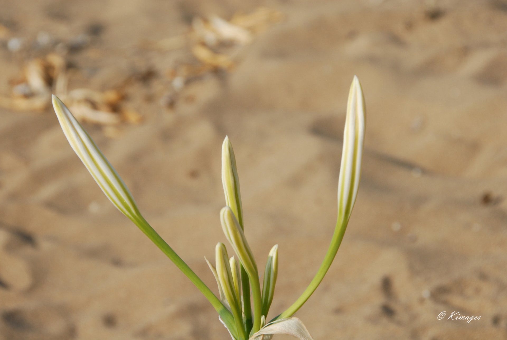 Chypre