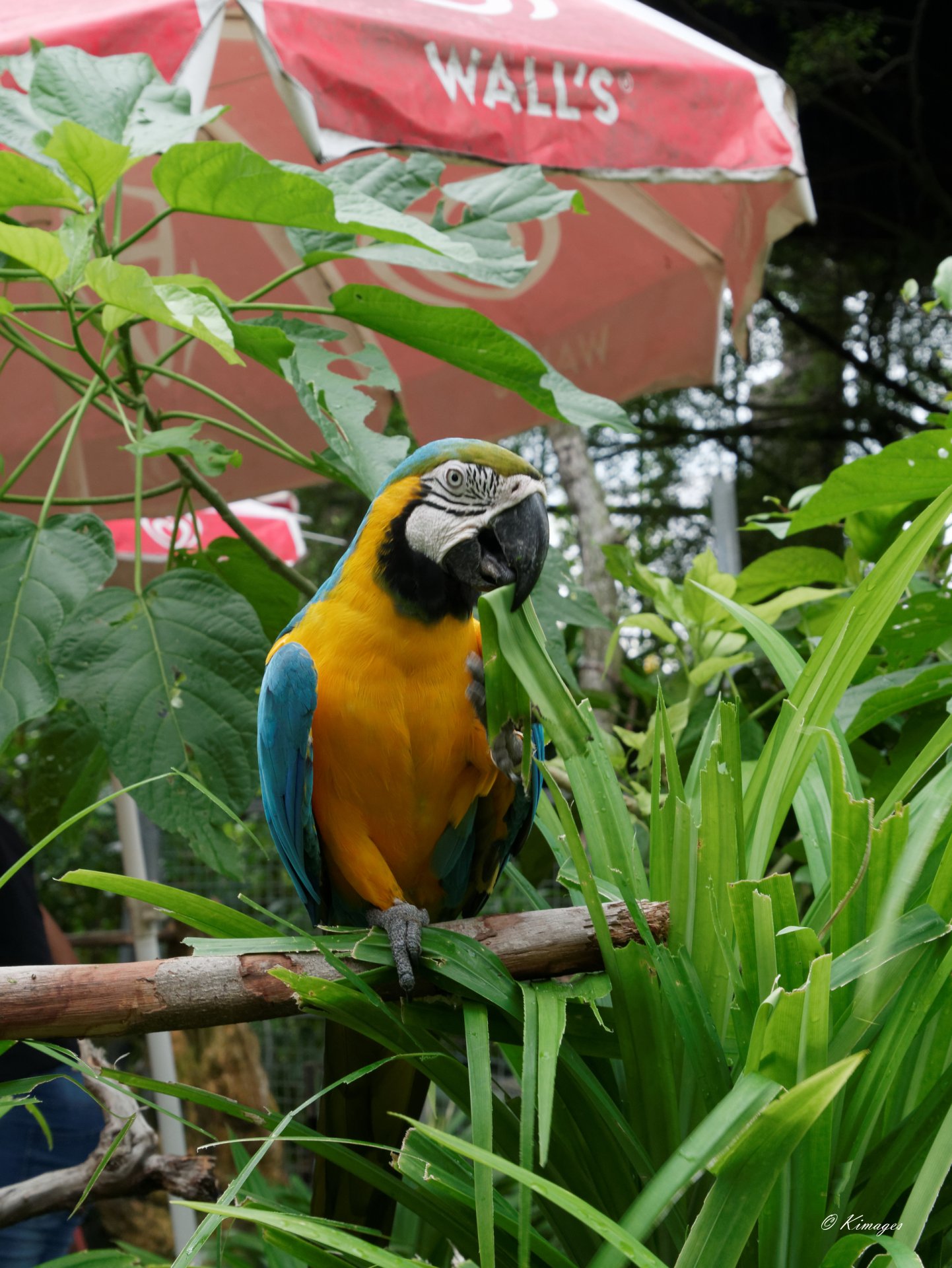 Singapour