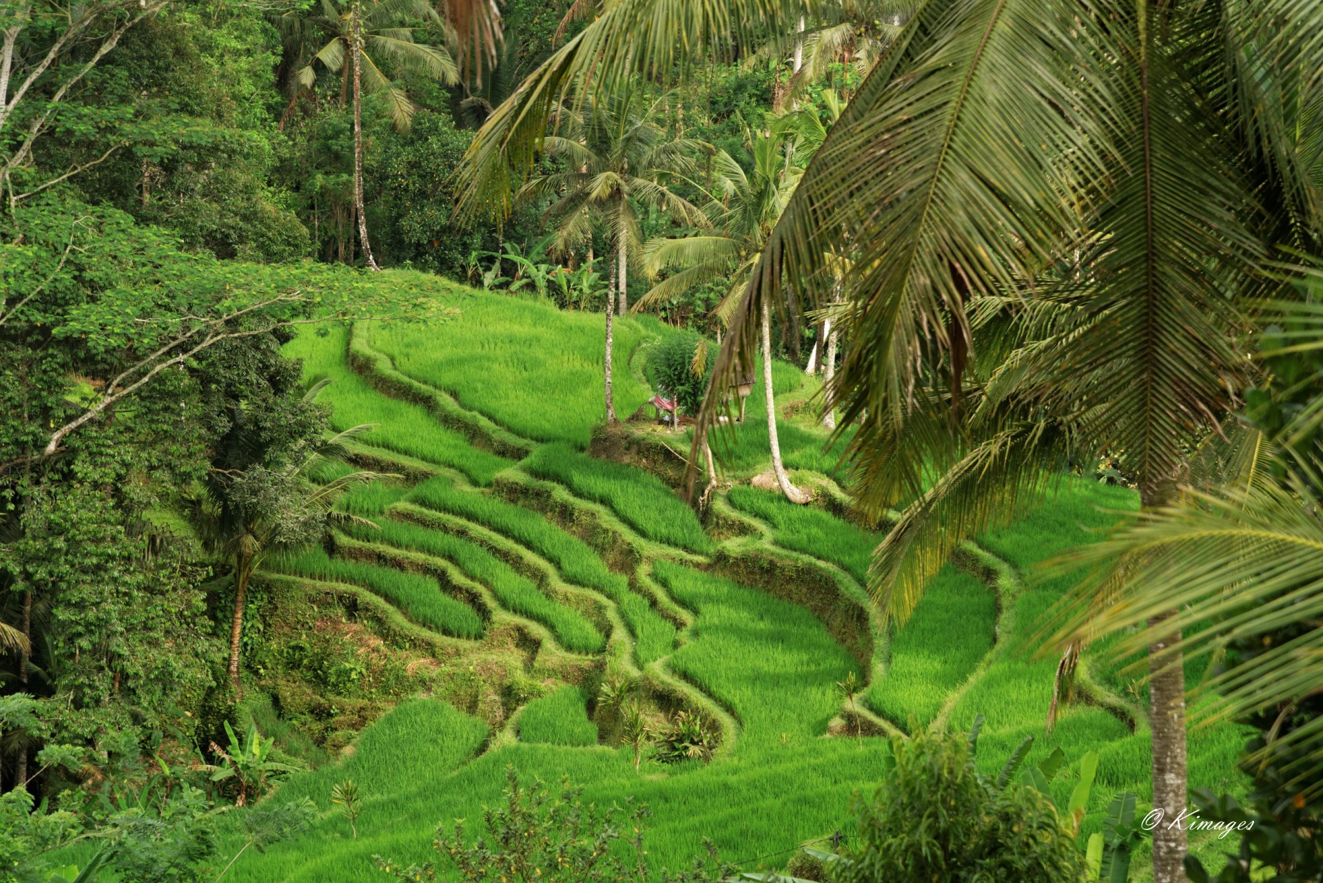 Bali