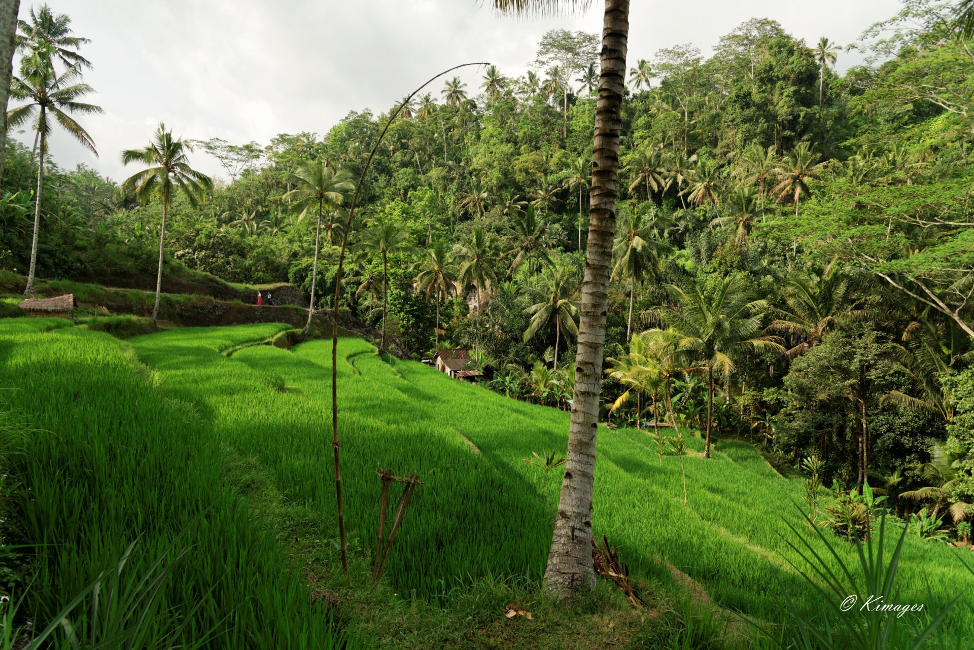 Bali
