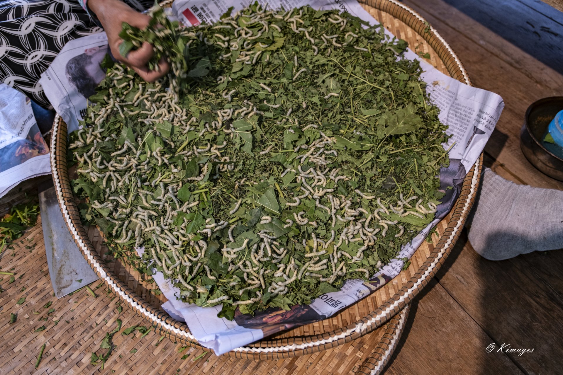 Siemp Reap