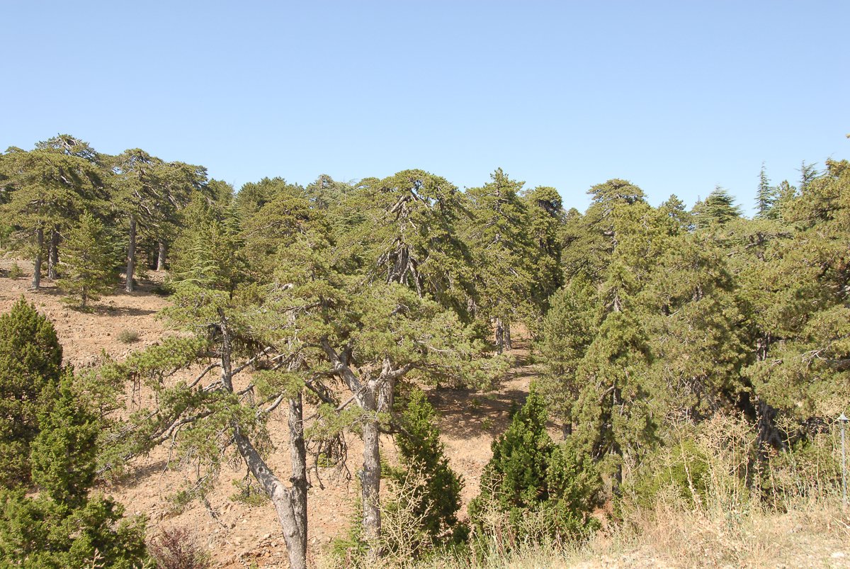 Chypre