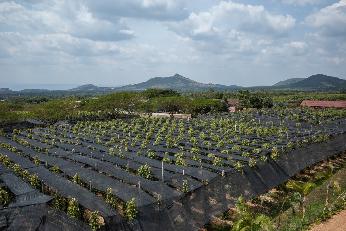 Kampot