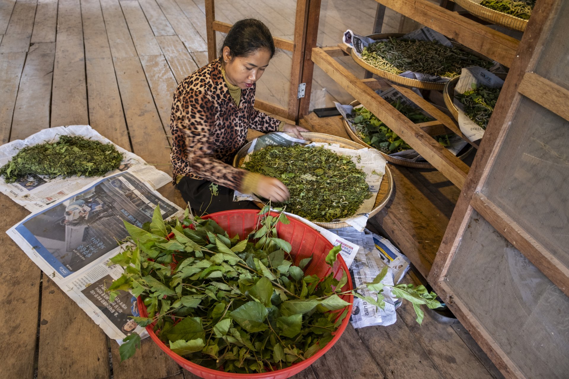 Siemp Reap