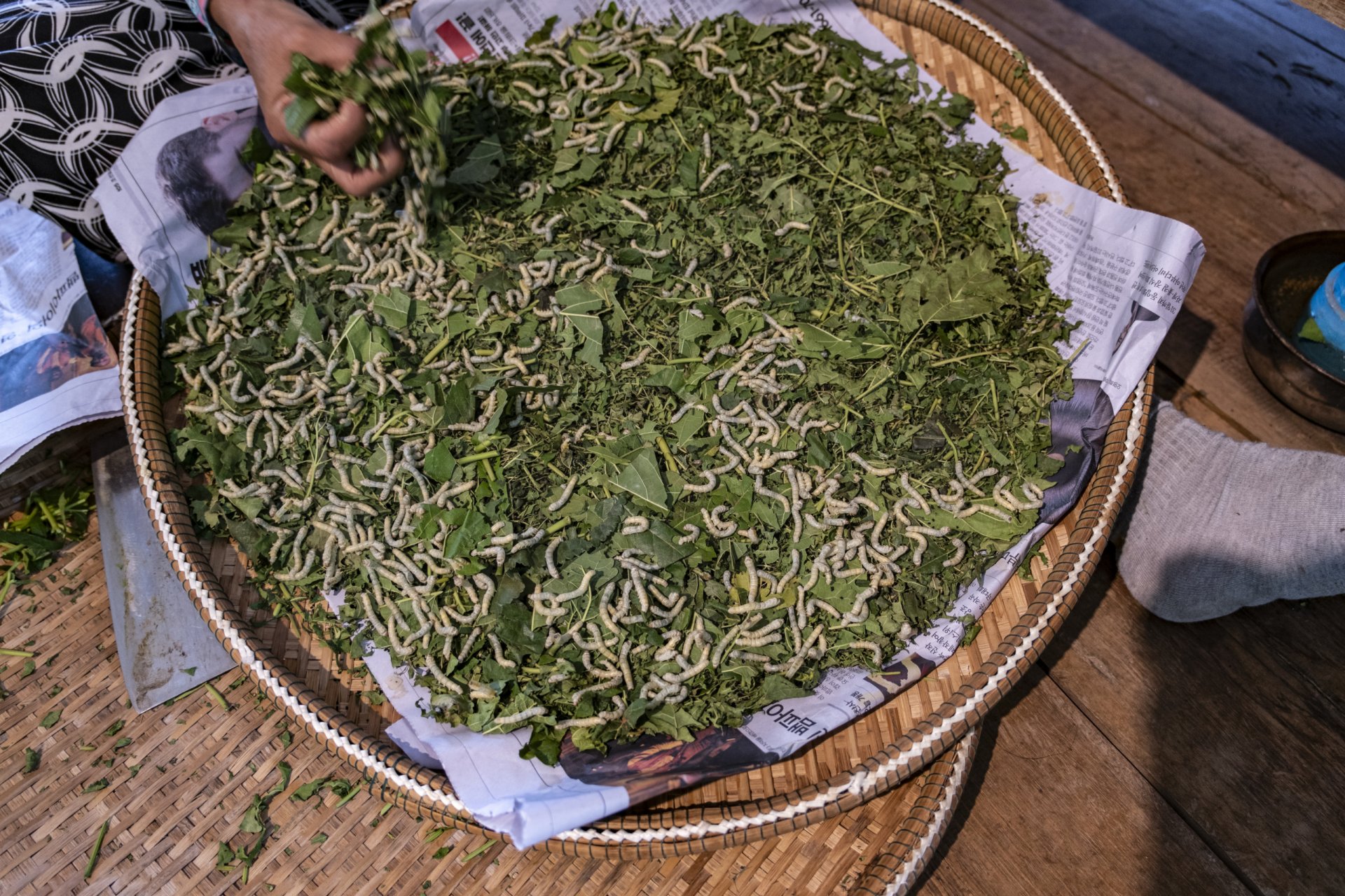 Siemp Reap