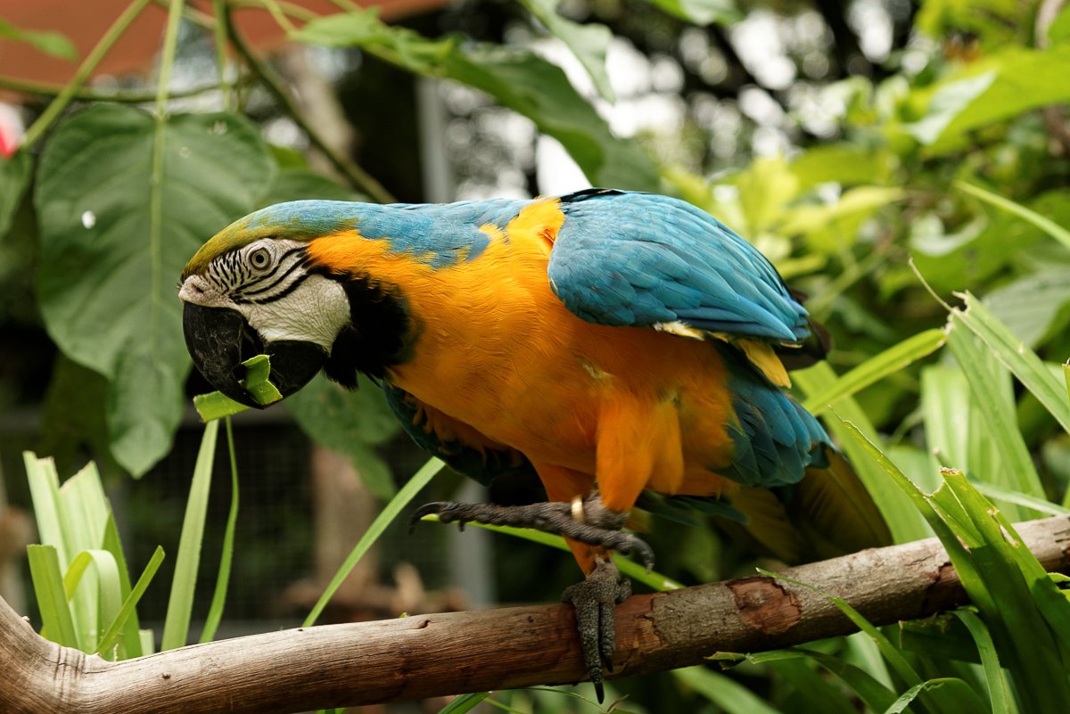 Singapour