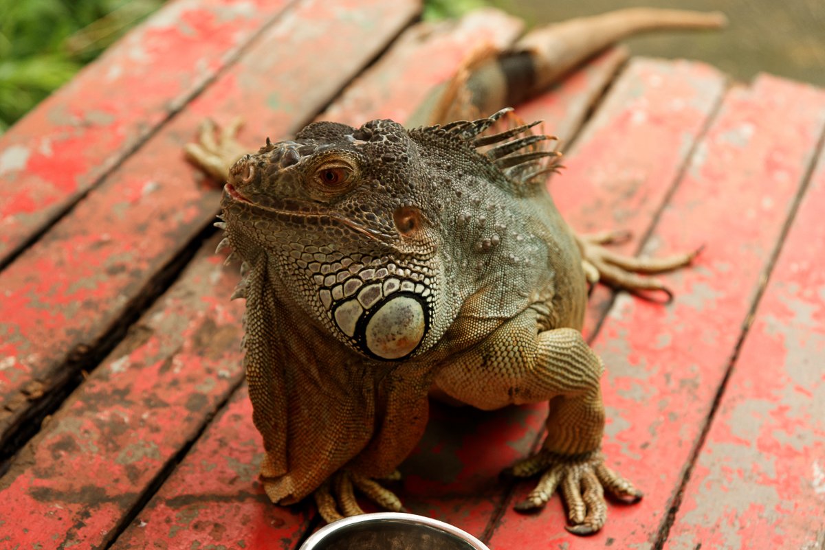 Singapour
