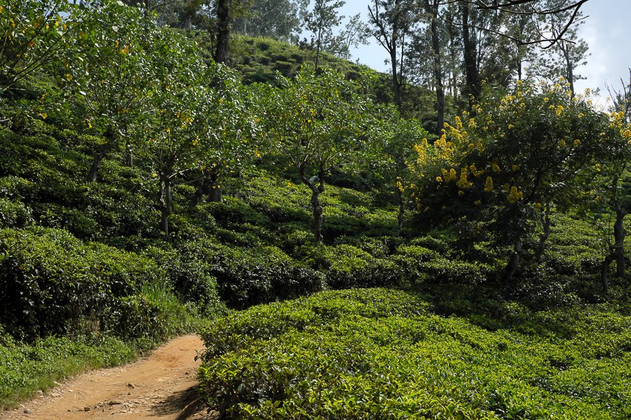 Srilanka18
