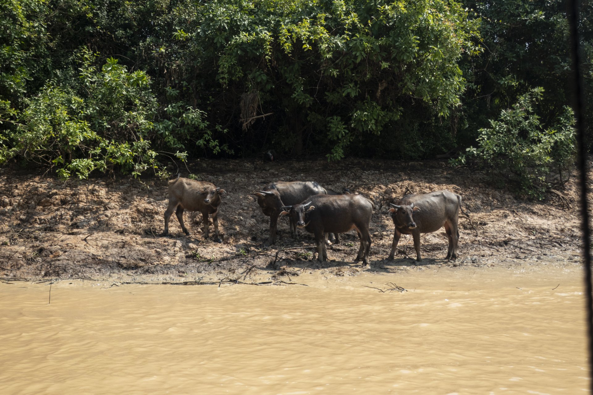 Tonle Sap