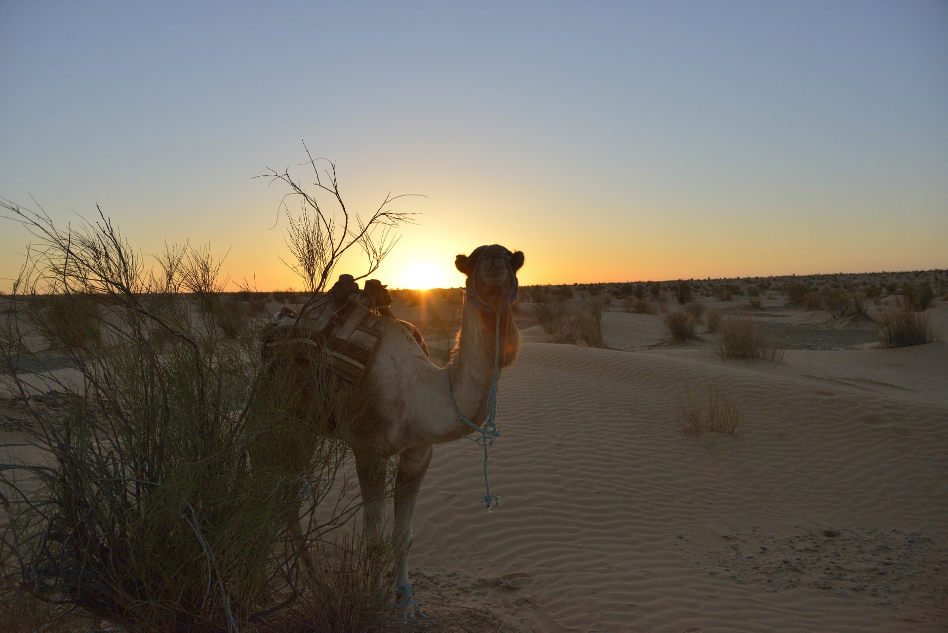 Tunisie: Ksar Ghilane