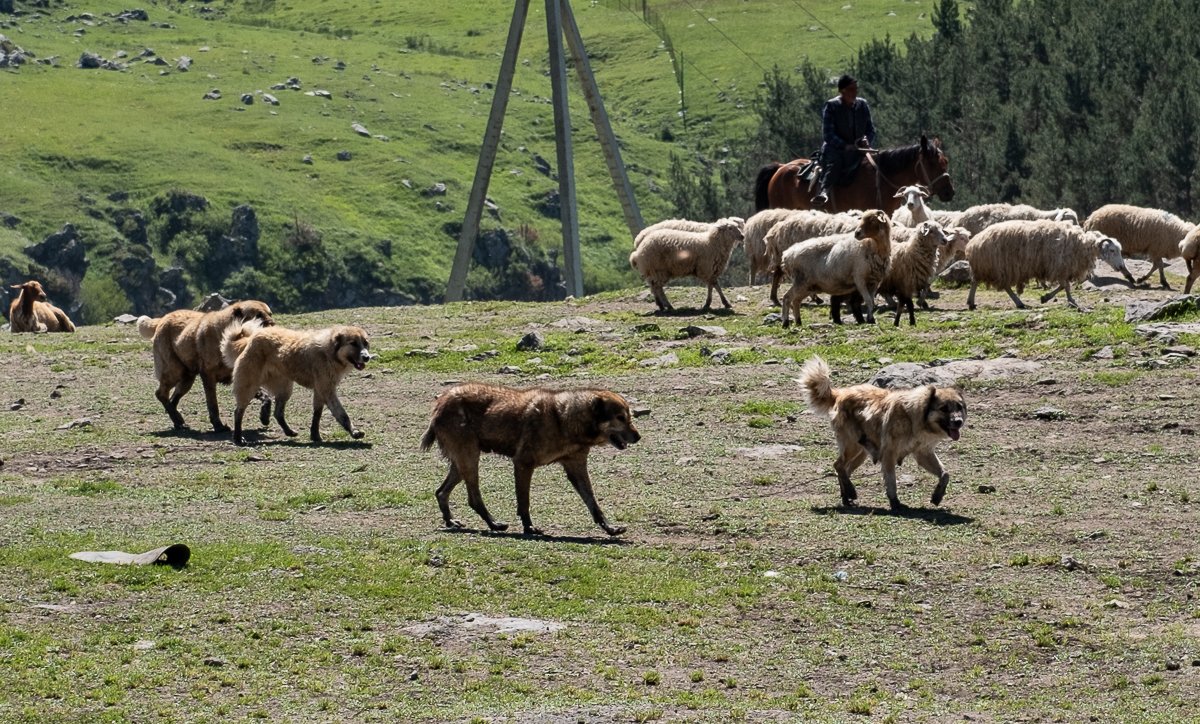 Vardzia