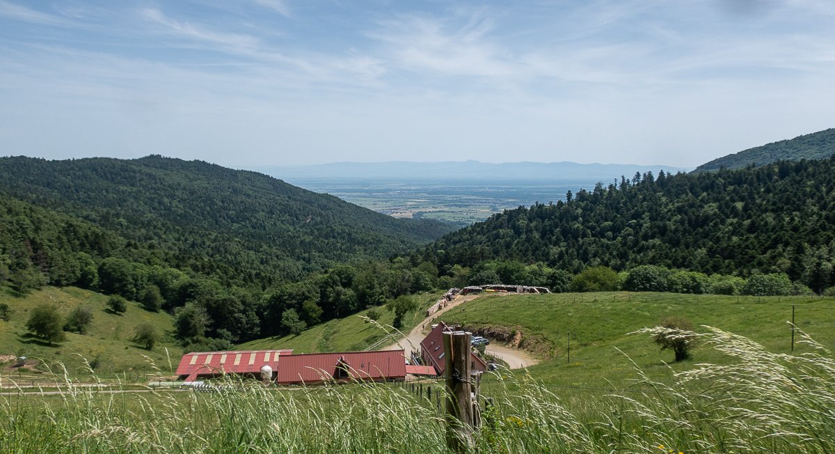 Vosges