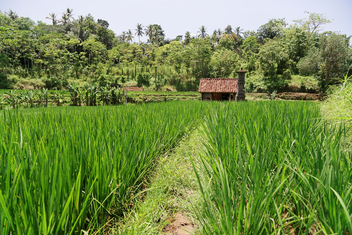Bali