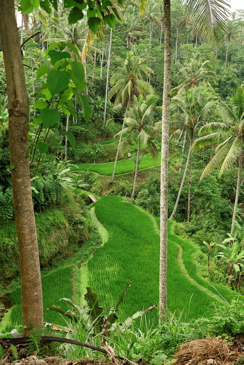 Bali