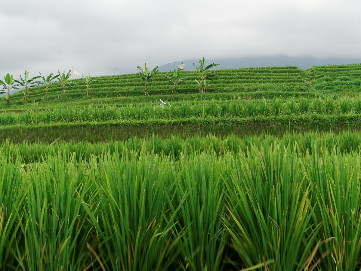 Bali