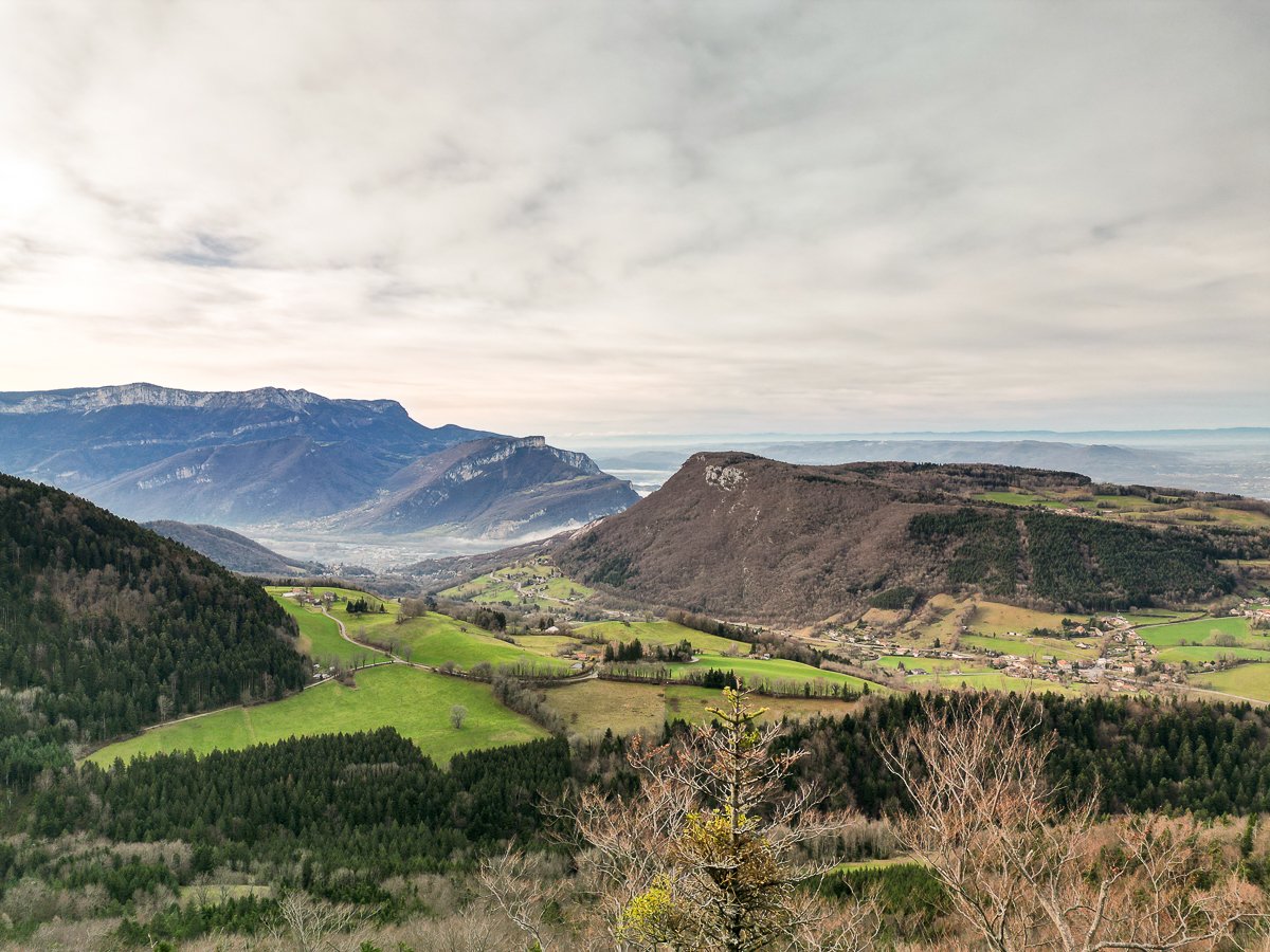 Chartreuse
