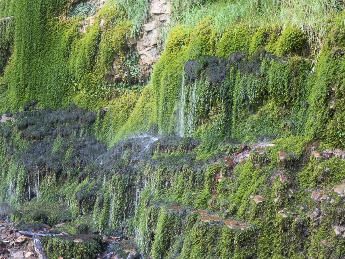 Chartreuse