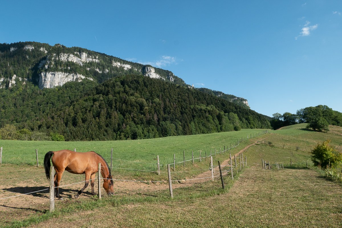 Chartreuse