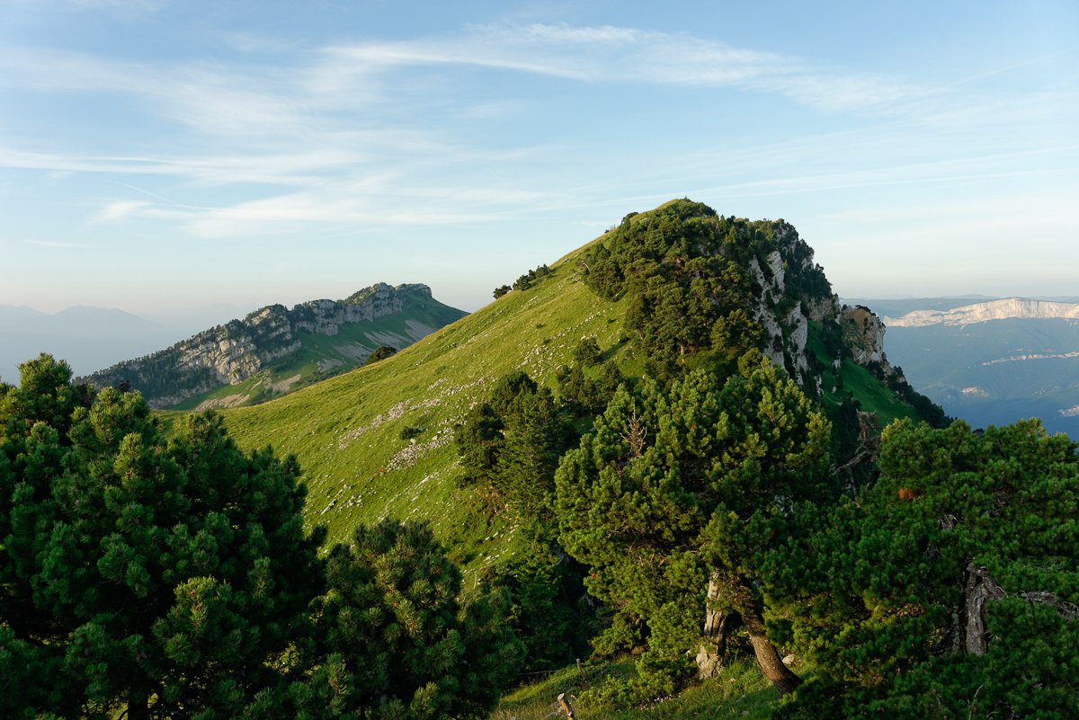 Chartreuse