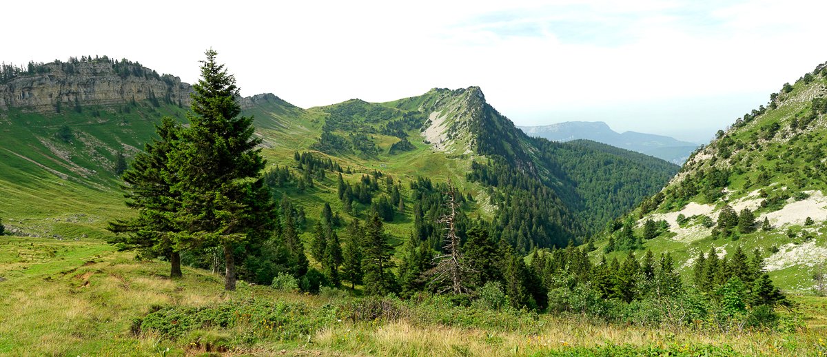 Chartreuse