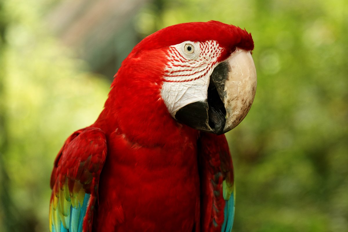 Singapour