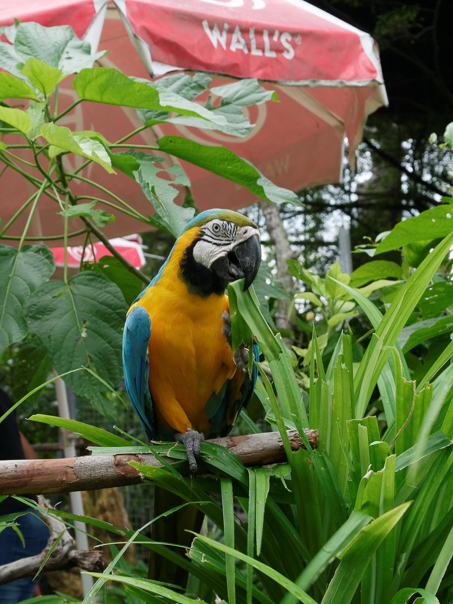 Singapour