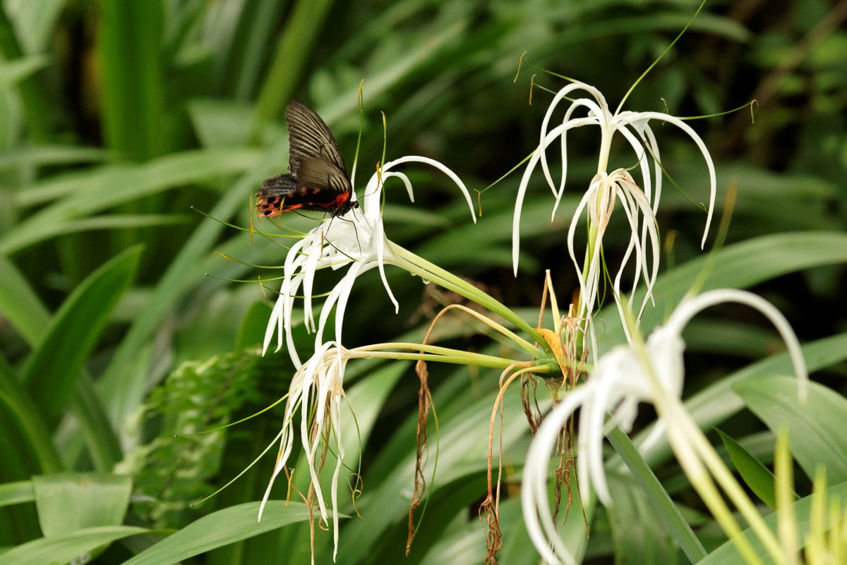 Singapour