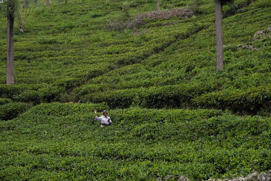 Srilanka18