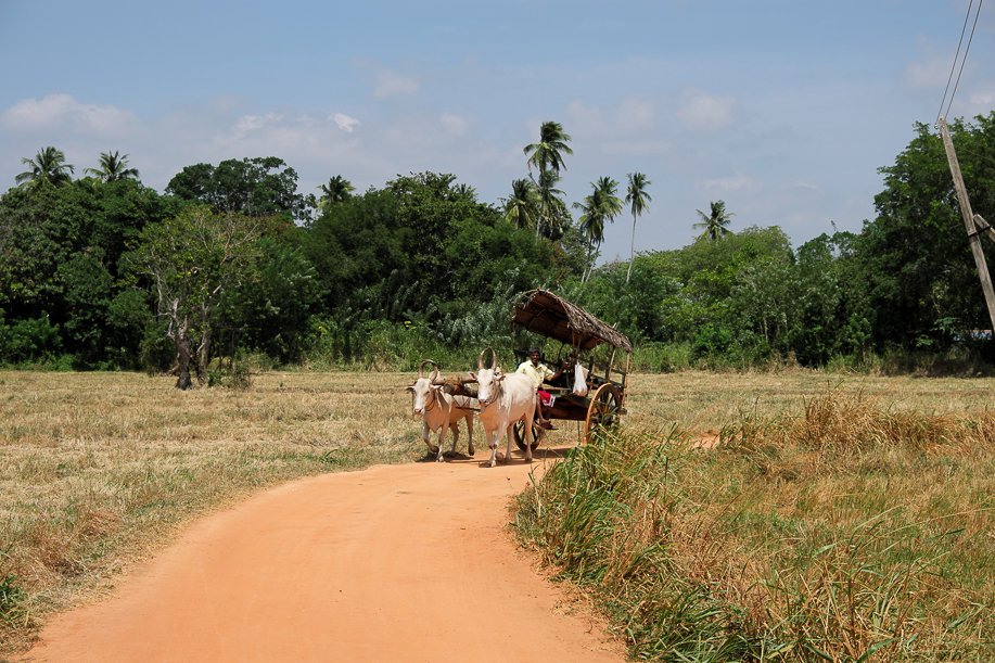 Srilanka18