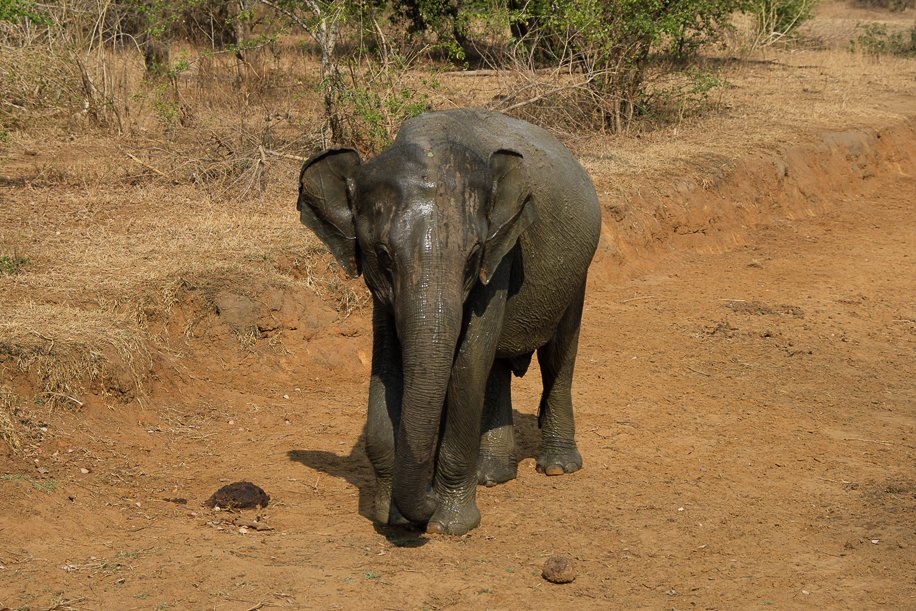 Srilanka18