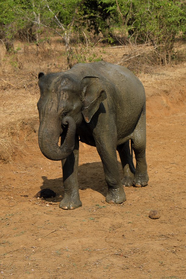 Srilanka18