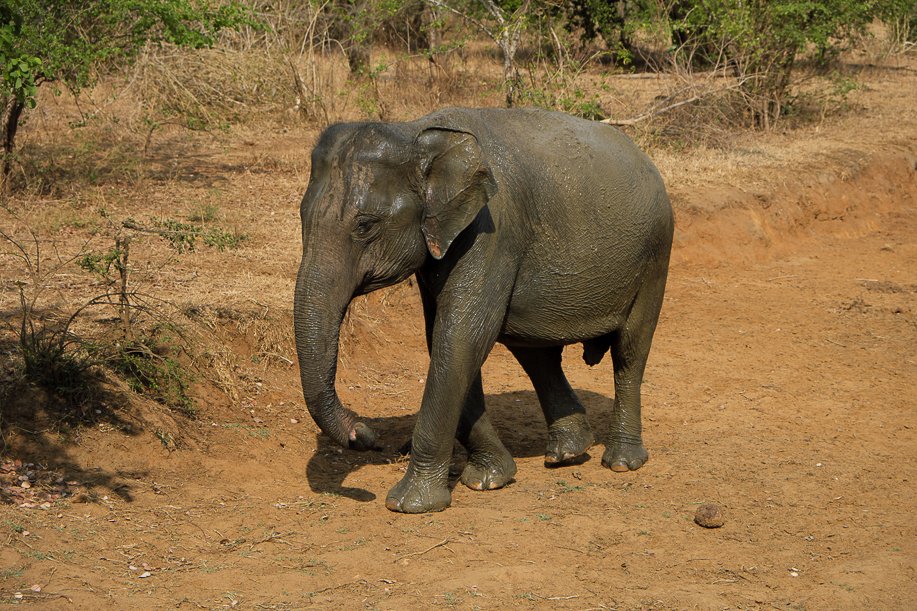 Srilanka18