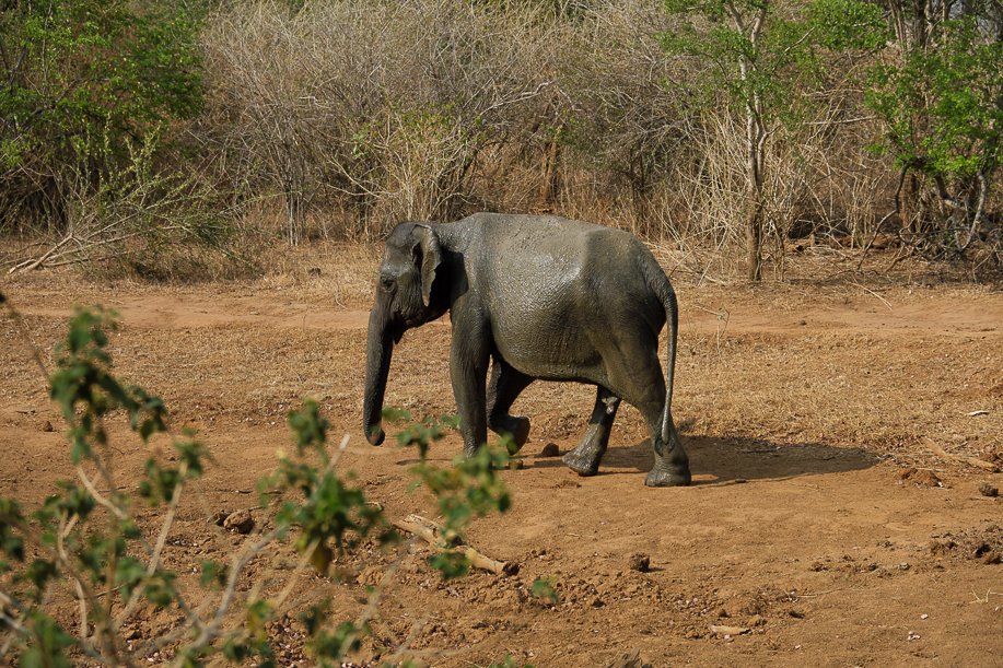 Srilanka18