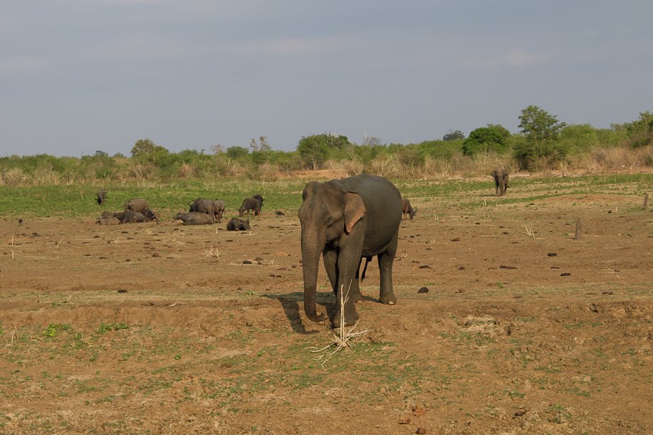 Srilanka18