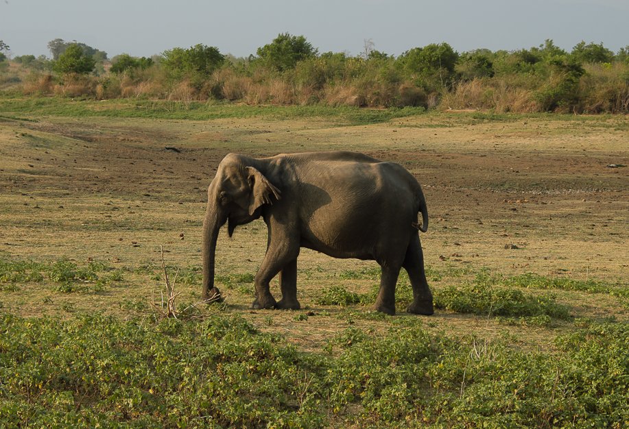 Srilanka18