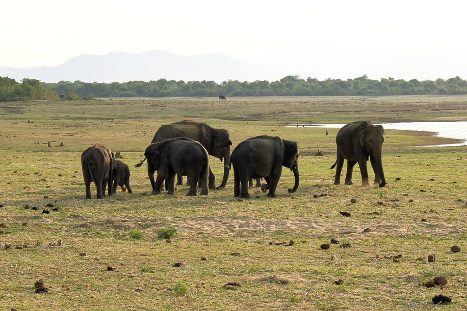 Srilanka18