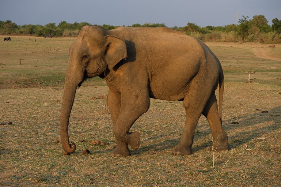 Srilanka18