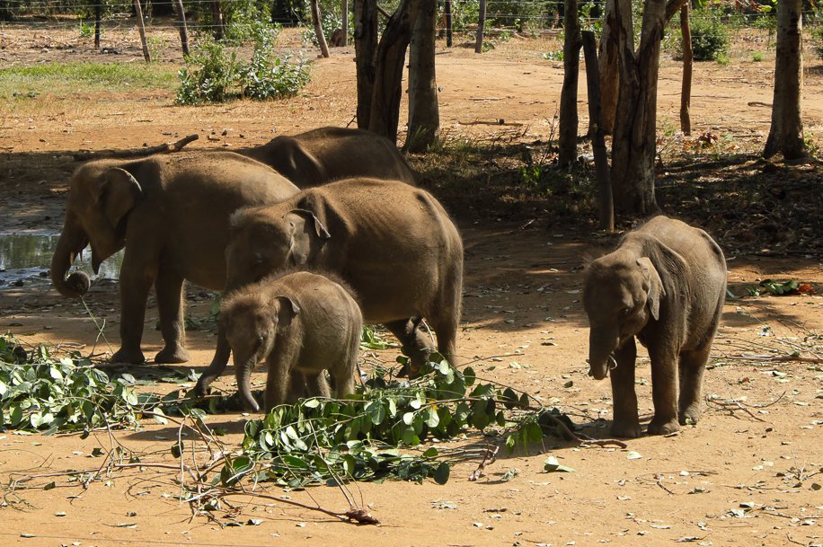 Srilanka18