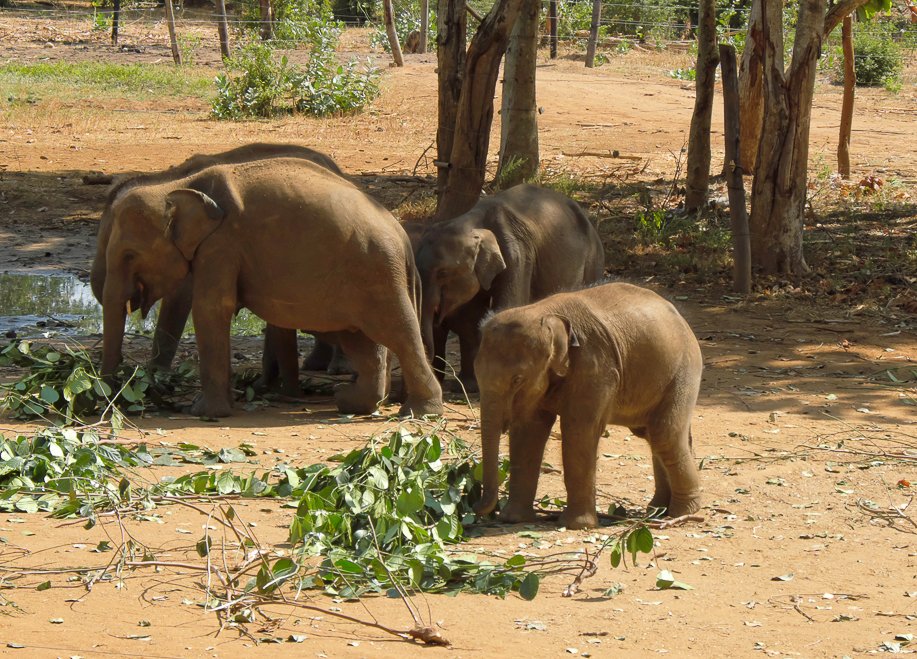 Srilanka18