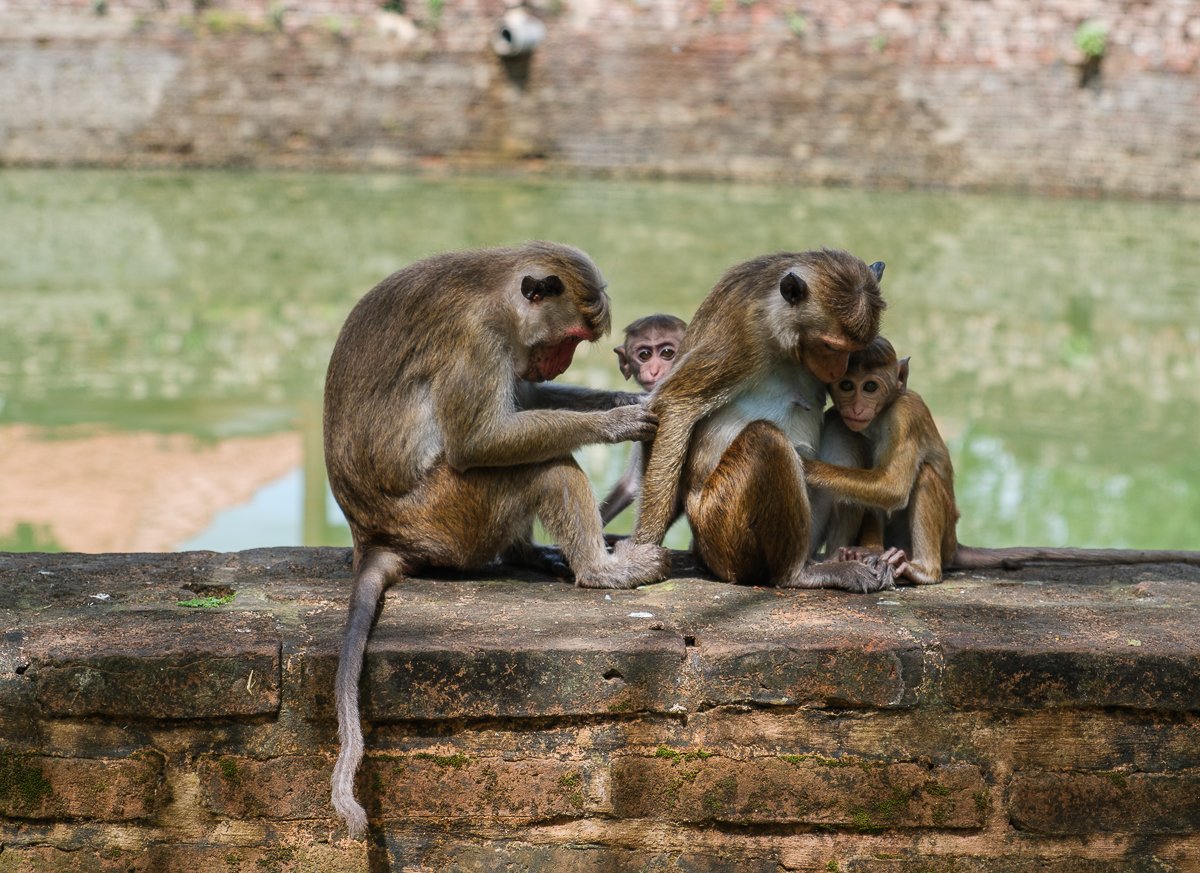 Srilanka23