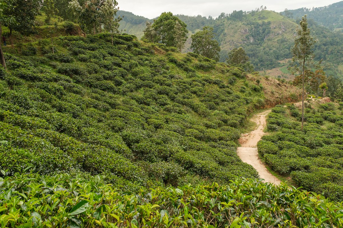 Srilanka23