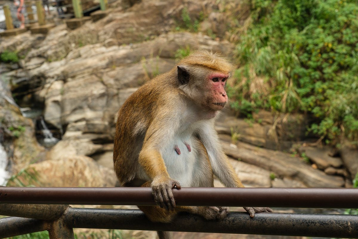 Srilanka23
