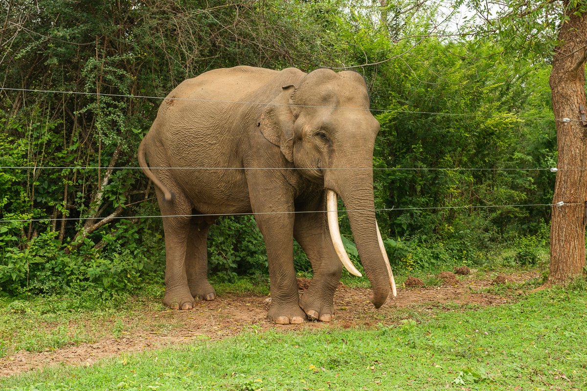 Srilanka23